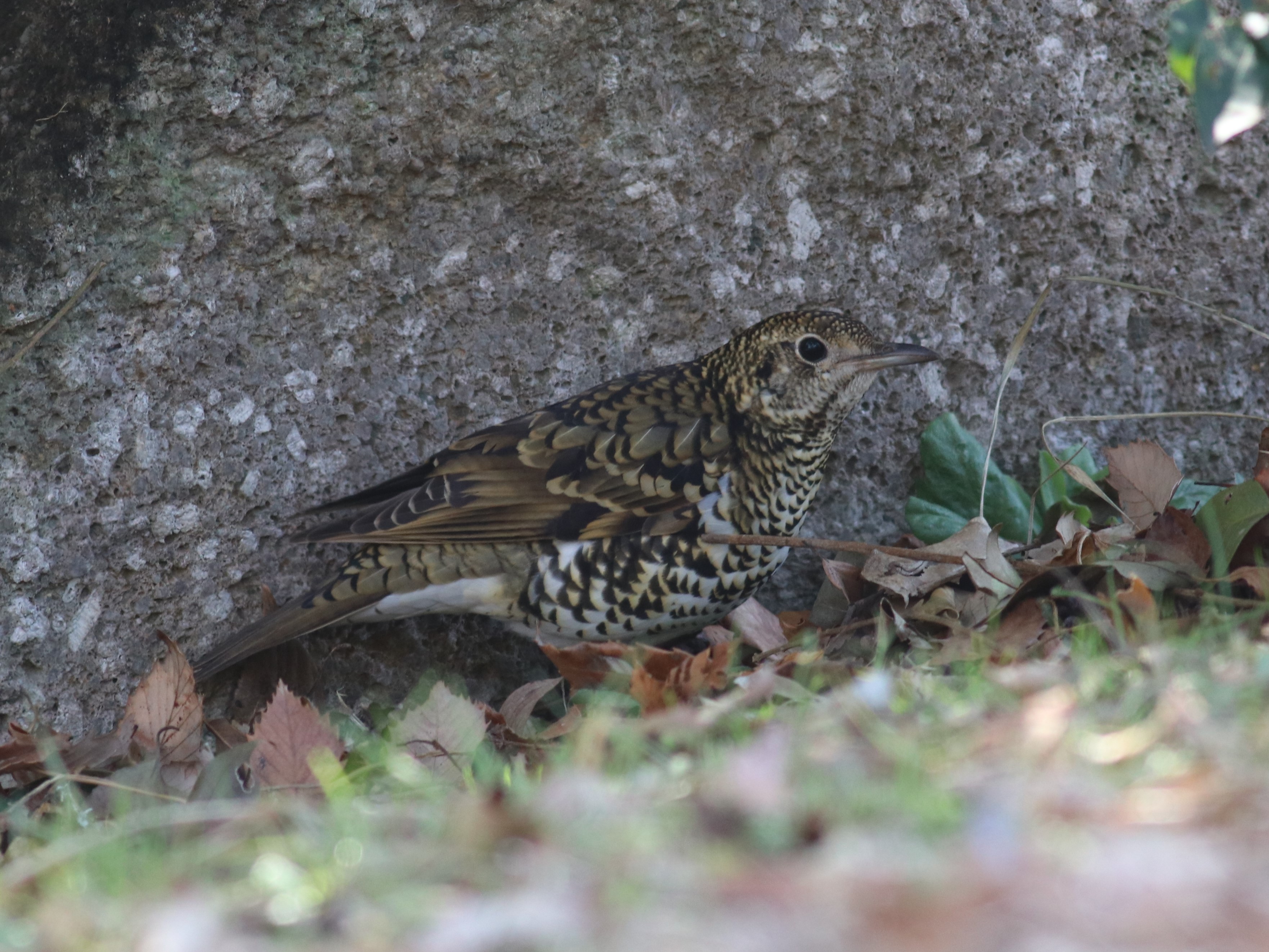 トラツグミ
